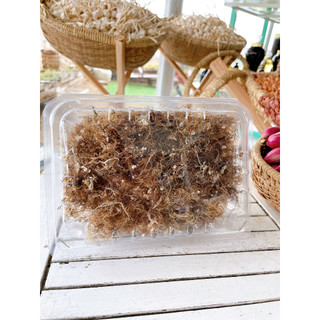 Rau Đông Lý Sơn OLVIS 100G - Rong biển nấu Xu Xoa từ đảo Lý Sơn - Rong biển tự nhiên.
