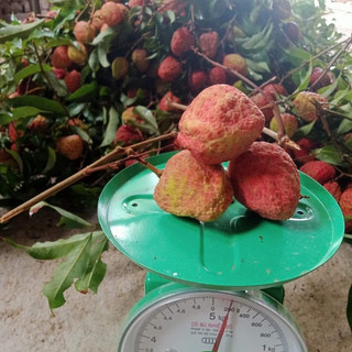 Cây giống vải khổng lồ