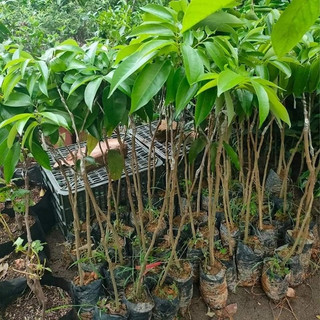 CÂY GIỐNG VẢI KHỔNG LỒ(giống siêu tốt)
