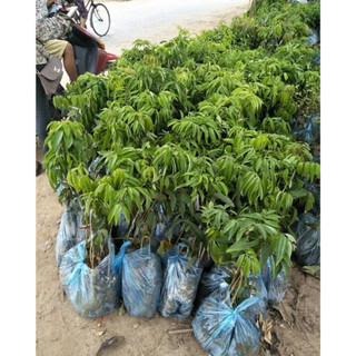 CÂY GIỐNG VẢI KHỔNG LỒ(giống siêu tốt)