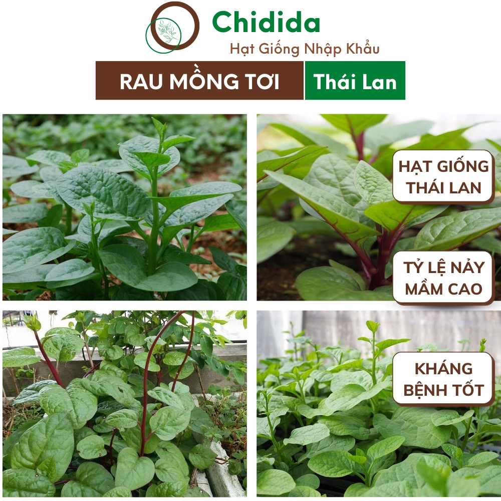 Hạt giống mồng tơi Chidida rau mùng tơi tím Thái Lan dễ trồng chịu nhiệt kháng bệnh tốt