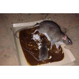 Bẫy dính chuột MP siêu dính - keo bẫy chuột tái sử dụng lại nhiều lần