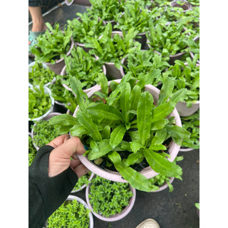 Chậu cây gia vị ngò gai