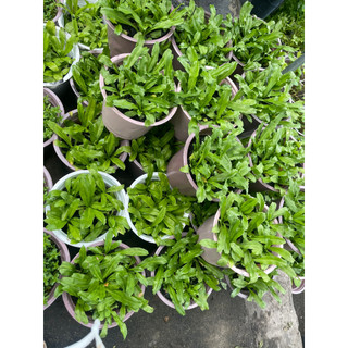 Chậu cây gia vị ngò gai