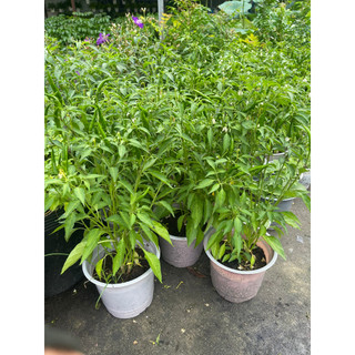 Chậu cây ớt chỉ thiên siêu cay