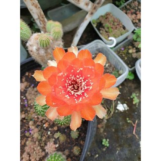 Combo xương rồng + bắp vàng