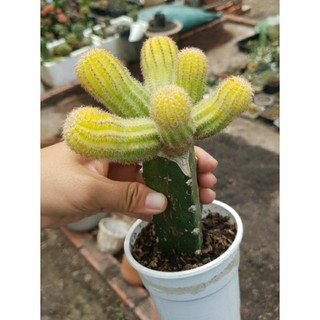 Combo xương rồng + bắp vàng