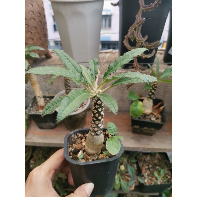 Set 30 hạt mix gồm 4 giống Mặt Trời như hình