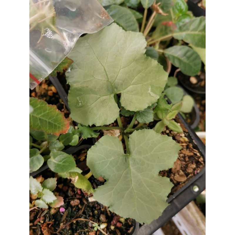 Set 30 hạt mix gồm 4 giống Mặt Trời như hình