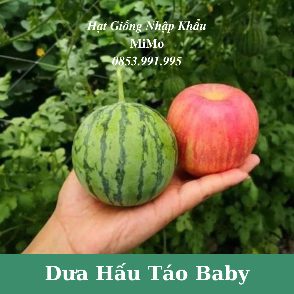 Hạt giống dưa hấu táo baby siêu giòn ngọt