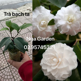 2 cây hoa trà my trà bạch trà trắng