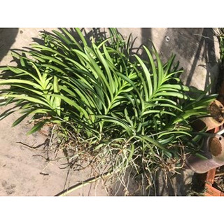 Hoa Lan Mokara Vàng Nến Đang Hoa Cây
