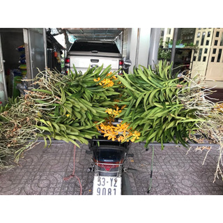 Hoa Lan Mokara Vàng Nến Đang Hoa Cây