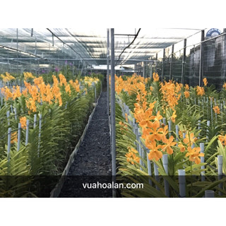Hoa Lan Mokara Vàng Nến Đang Hoa Cây