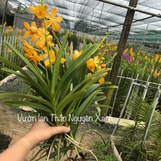Hoa Lan Mokara Vàng Nến Đang Hoa Cây