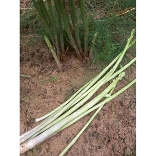 1 gốc măng tây