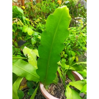 Nhật quỳnh giống hoa trắng (nhánh cắt)