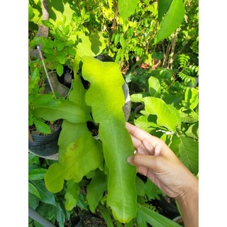 Nhật quỳnh giống hoa trắng (nhánh cắt)