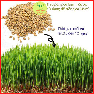 Hạt giống Cỏ lúa mì   1Kg