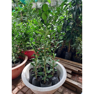 Cây trúc ăn lá ,chanh thái. ( siêu sớm)(giống siêu tốt)