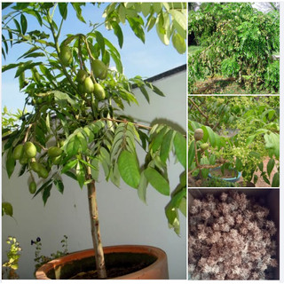 Hạt giống cây ăn trái cóc thái 3 hạt/gói