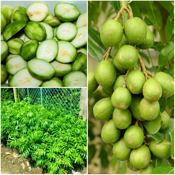 Hạt giống cây ăn trái cóc thái 3 hạt/gói