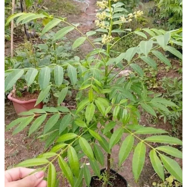 Hạt giống cây ăn trái cóc thái 3 hạt/gói