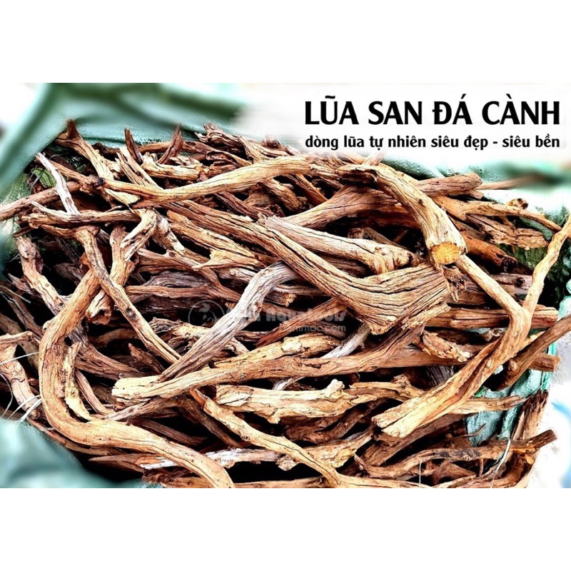 Lũa san đá cành