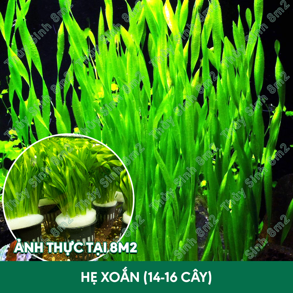Cây Hẹ Xoắn, Hẹ Thẳng Thủy Sinh | Cây Hậu Cảnh, Không CO2 | 8m2