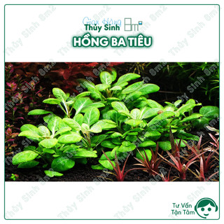 Cây hồng ba tiêu | cây thủy sinh tiền cảnh, trung cảnh, cắt cắm | 8m2
