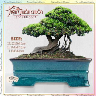 Chậu Bonsai Gốm Sứ Kẻ Cong Men Xanh Lục - Gốm Đất Nung tiệm chuồn chuồn Bát Tràng