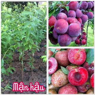 Cây Giống mận hậu (cây ghép 18 tháng cho trái)(giống siêu tốt)