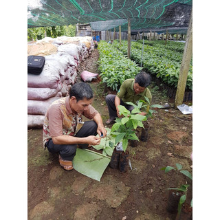 Cây giống Ca Cao