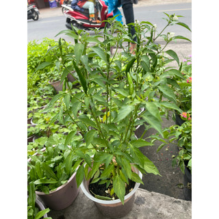 Chậu cây ớt chỉ thiên siêu cay