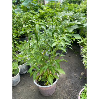 Chậu cây ớt chỉ thiên siêu cay