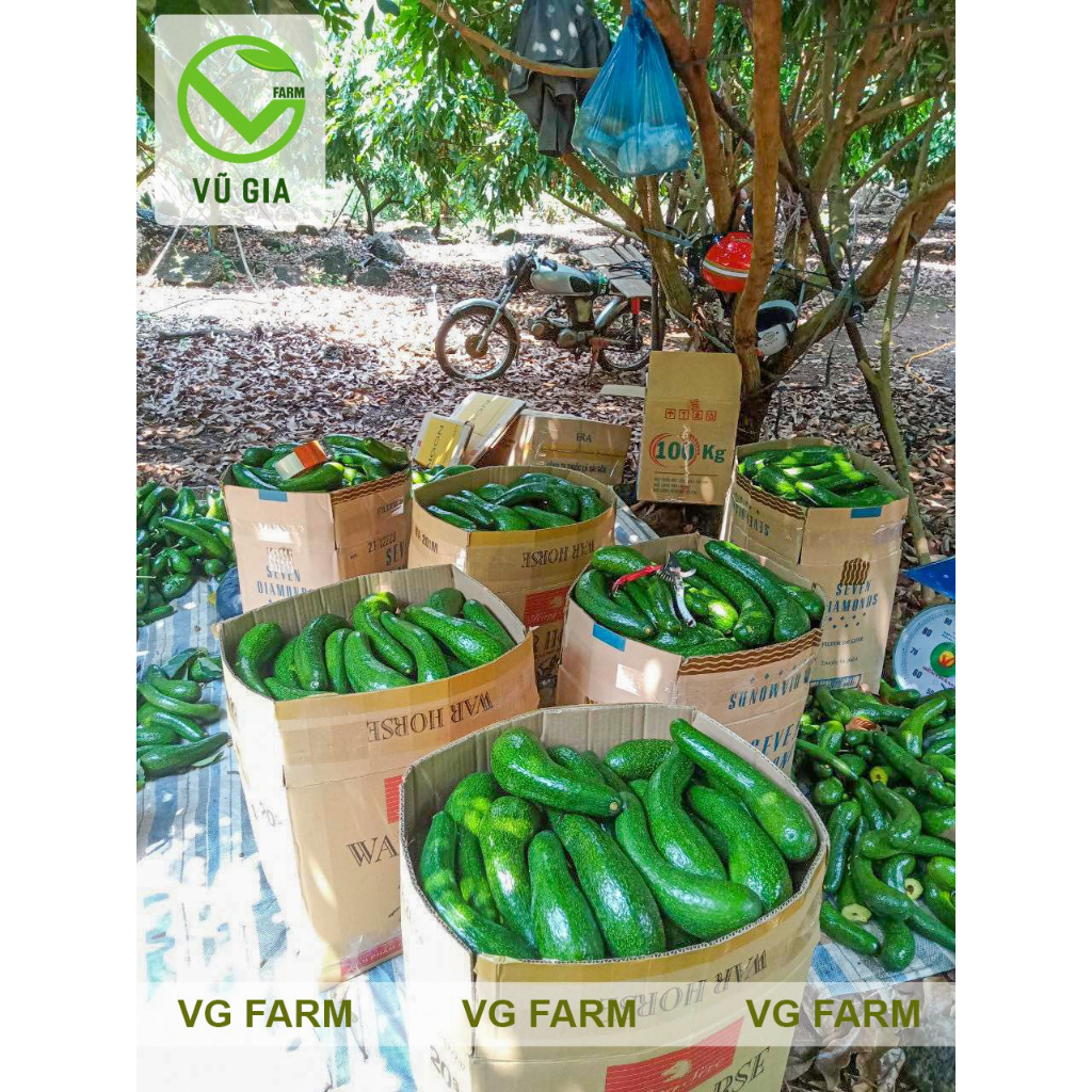 Bơ 034 Size 4-5 Trái/Kg Lâm Đồng - Vũ Gia Farm