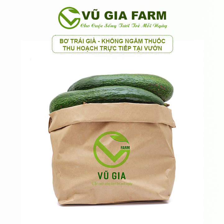 Bơ 034 Bảo Lộc Lâm Đồng - Vũ Gia Farm