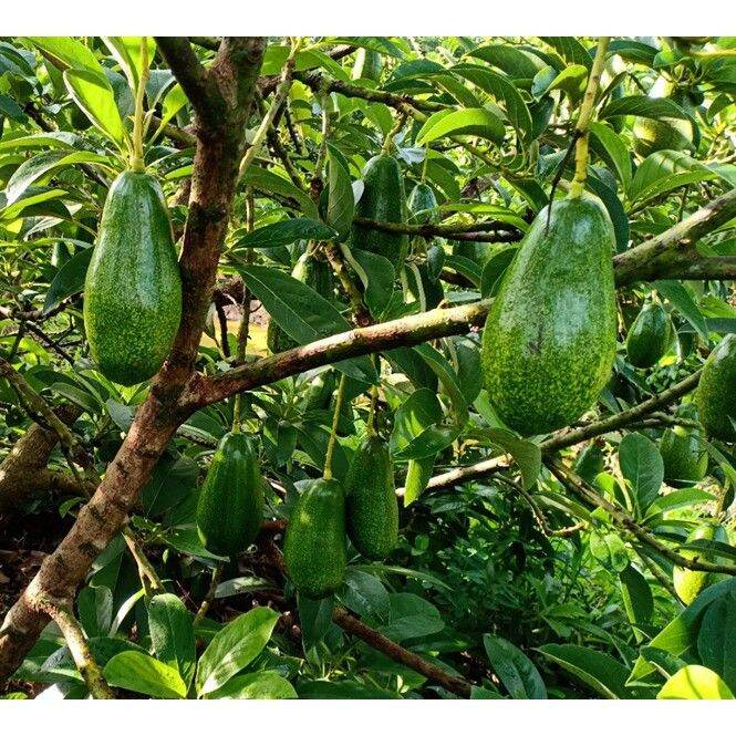 Cây giống bơ lùn thanh sơn (Có thể trồng chậu)(giống siêu tốt)