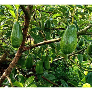 Cây giống bơ lùn thanh sơn