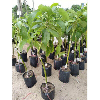 Cây giống bơ lùn thanh sơn (Có thể trồng chậu)(giống siêu tốt)