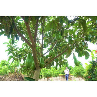 Cây giống bơ lùn thanh sơn (Có thể trồng chậu)(giống siêu tốt)
