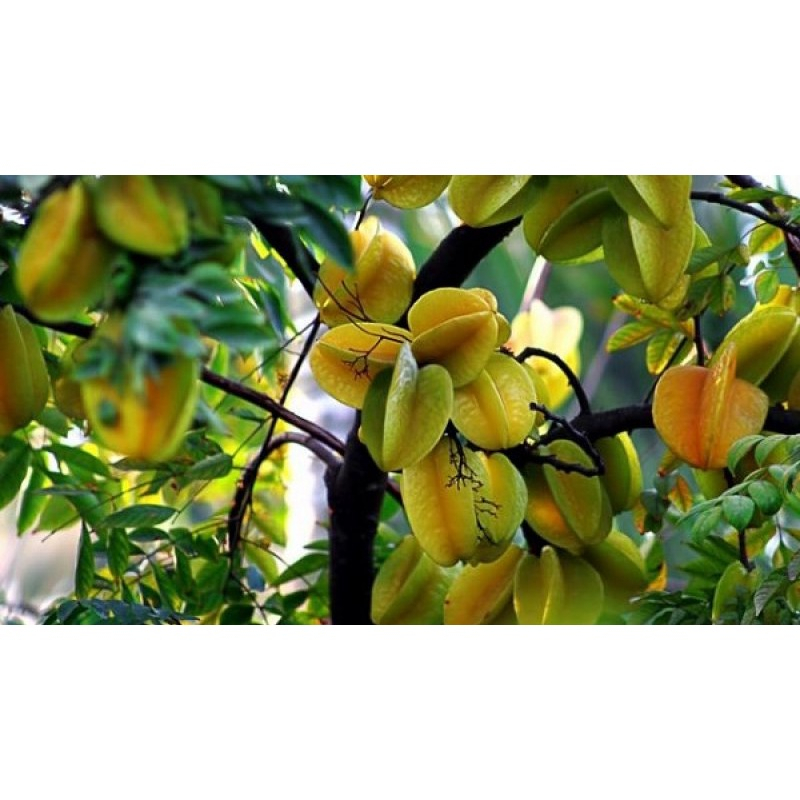 Cây khê tàu khế đài loan giống