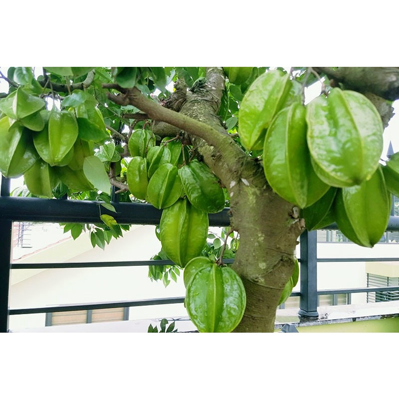 Cây khê tàu khế đài loan giống