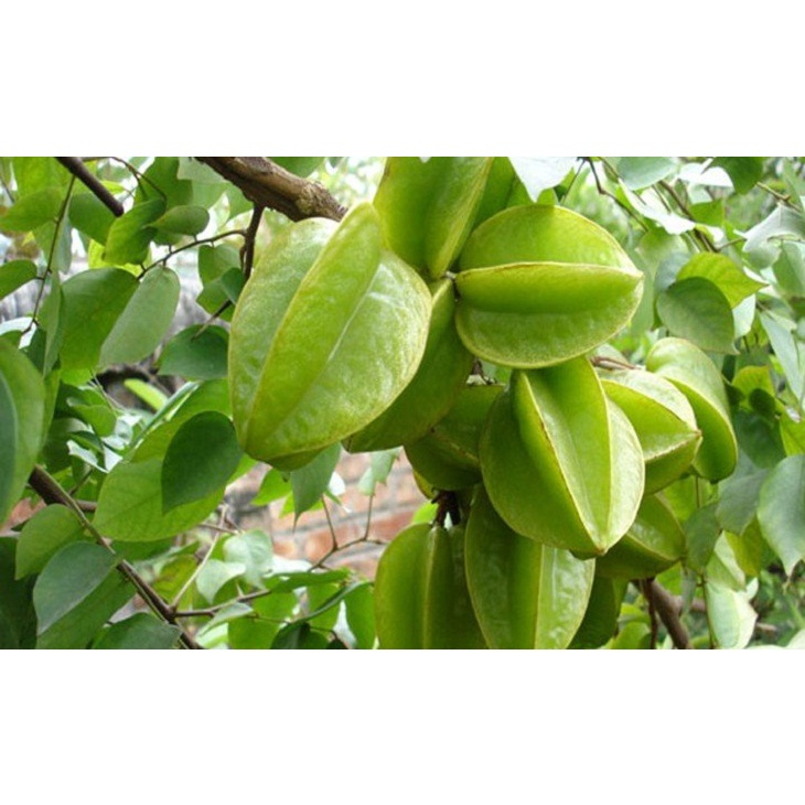 Cây khê tàu khế đài loan giống