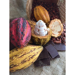 Quả Cacao tươi, dầm sữa thơm ngon, Đặc Sản Ngon Lạ Đà Lạt