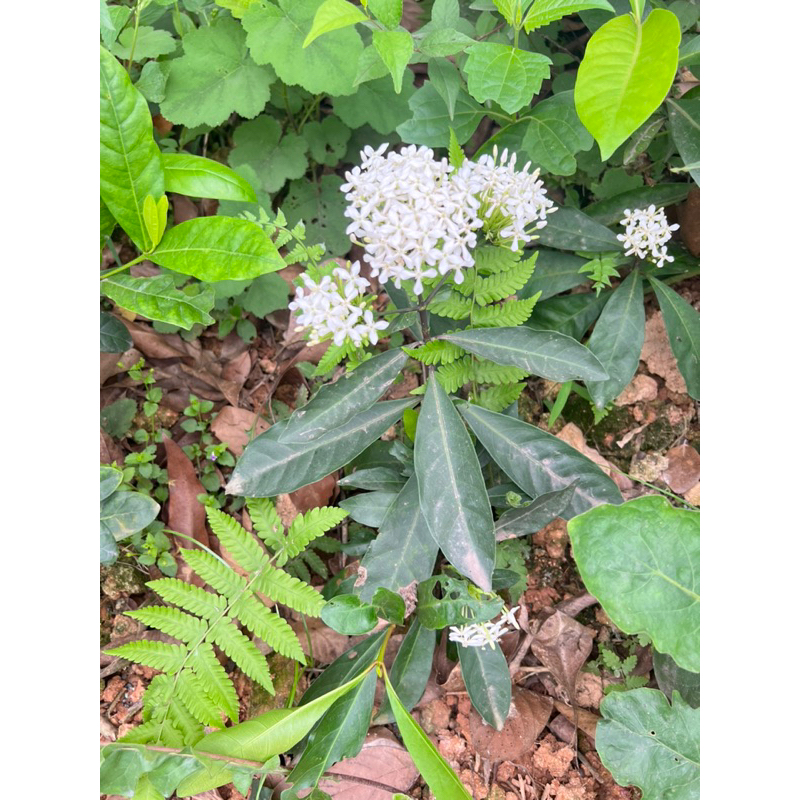 Mẫu đơn màu trắng