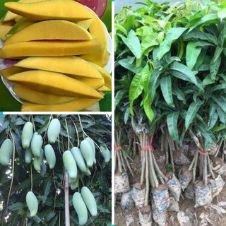 Giống cây xoài Thái hạt lép siêu sớm, cho quả sau 1 năm trồng, cây giống khỏe, phù hợp mọi khí hậu cây cấy mô