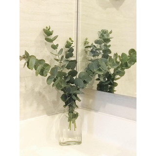 Lá Khuynh Diệp tươi