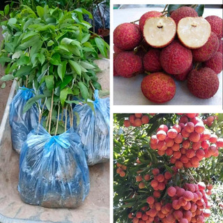 Cây giống vải không hạt lùn siêu quả phù hợp khí hậu các miền