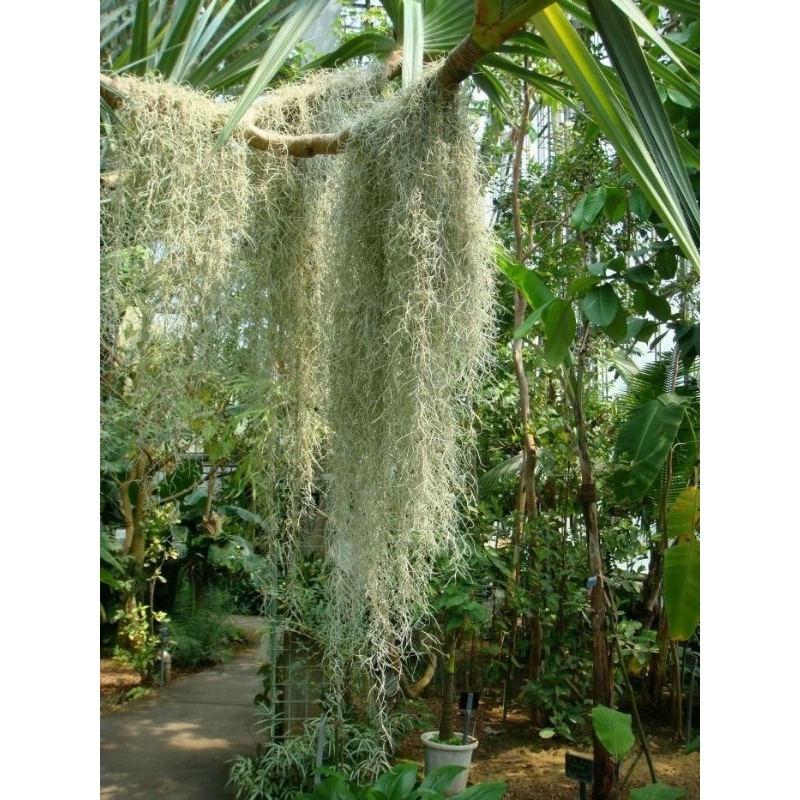 Cây không khí tóc tiên ,trang trí nhà cửa lọc không khí